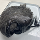 Isn’t she lovely? A view of the fish as it was studied in the lab.